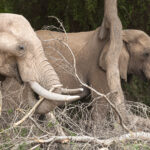 Impressionen Namibia Mietwagenrundreise – Safari Abenteuer (22 Tage)