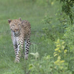 Impressionen Flugsafari Botswana und Simbabwe – Highlights (12 Tage)