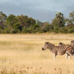 Impressionen Botswana Rundreise – Delta & Chobe Trail (8 Tage)