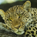 Impressionen Botswana Flugsafari – Botswana Delight (9 Tage)