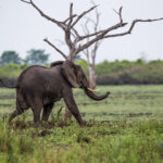 Impressionen Tansania Gruppenreise – Safari-Highlights (8 Tage)