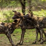 Impressionen Tansania Gruppenreise – Safari-Highlights (8 Tage)