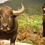 Impressionen Vietnam Rundreise – Der Norden von Vietnam (14 Tage)