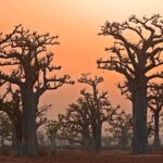 Impressionen Simbabwe & Botswana Gruppenreise – Elfenbein Route (15 Tage)