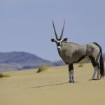 Impressionen Namibia Gruppenreise – Das schönste von Namibia (13 Tage)