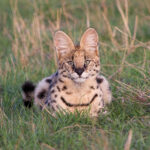 Impressionen Tansania Flugsafari – Tansania Deluxe (8 Tage)