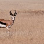 Impressionen Namibia Rundreise – Namibias Höhepunkte (11 Tage)