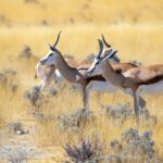 Impressionen Namibia und Botswana Gruppenreise – Atemberaubender Südkreis (21 Tage)