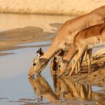 Impressionen Südafrika Mietwagenrundreise Die Wunder von Südafrika (20 Tage)