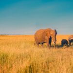 Impressionen Südafrika Rundreise – Garden Route, Karoo & Addo Elephant Park (9 Tage)
