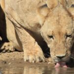 Impressionen Südafrika Mietwagenrundreise Die Wunder von Südafrika (20 Tage)