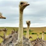 Impressionen Südafrika Mietwagenrundreise Die Wunder von Südafrika (20 Tage)
