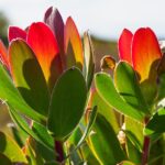 Impressionen Südafrika Mietwagenrundreise Die Wunder von Südafrika (20 Tage)