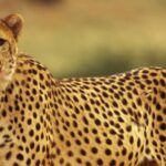 Impressionen Namibia Flugsafari – Best of Namibia (7 Tage)