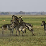 Impressionen Sambia Rundreise – Kafue Abenteuer (10 Tage)