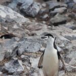 Impressionen Argentinien Schiffsreise – Abenteuer in der Antarktis (22 Tage)