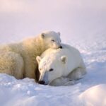 Impressionen Nordpol Schiffsreise – Expeditionskreuzfahrt mit einem Eisbrecher zum Nordpol (14 Tage)