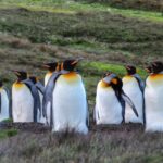 Impressionen Argentinien Schiffsreise –  Königspinguine in freier Natur erleben (22 Tage)