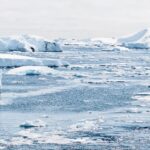 Impressionen Argentinien Schiffsreise –  Königspinguine in freier Natur erleben (22 Tage)