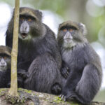 Impressionen Tansania Rundreise – Safari, Busch & Kultur (11 Tage)