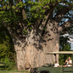 Impressionen Tansania Rundreise – Safari, Busch & Kultur (11 Tage)