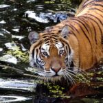 Impressionen Indien Rundreise – Big Five Tierwelt (18 Tage)