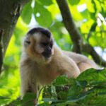 Impressionen Costa Rica Rundreise – Karibik mal anders (8 Tage)