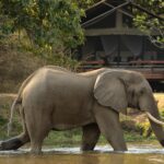 Impressionen Flugsafari Sambia – Sambia Essentials (9 Tage)