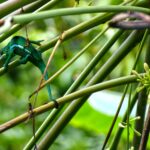 Impressionen La Réunion Rundreise – Mietwagenrundreise Grünes Wunder (8 Tage)