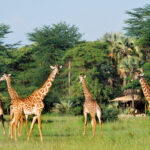 Impressionen Tansania Flugsafari – Stilvoll durch Tansania (10 Tage)