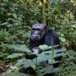 Impressionen Kenia und Uganda Gruppenreise – Mit Gorilla & Schimpansen Trekking (14 Tage)