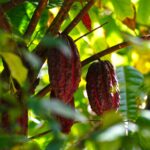 Impressionen La Réunion Rundreise – Mietwagenrundreise Romantische Eindrücke (8 Tage)