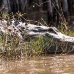 Impressionen USA Mietwagenrundreise unter der Sonne von Florida (8 Tage)