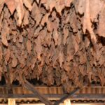 Impressionen Kuba Gruppenreise – Die Lebensfreude Kubas (17 Tage)