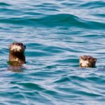 Impressionen Flugsafari Malawi und Sambia – Tierwelt und Strand (9 Tage)