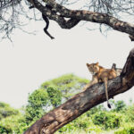 Impressionen Tansania Rundreise – Camping Abenteuer (6 Tage)