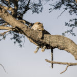 Impressionen Tansania Rundreise – Kaleidoskop (10 Tage)