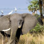 Impressionen Uganda Rundreise – Atemberaubende Tiervielfalt(10 Tage)