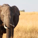 Impressionen Tansania Rundreise – Serengeti und Ngorongorokrater nach Sansibar (13 Tage)