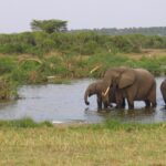 Impressionen Uganda/Kenia Rundreise – Den Berggorillas auf der Spur (11 Tage)