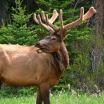 Impressionen Kanada Mietwagenrundreise im Osten Kanadas (13 Tage)