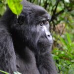 Impressionen Kenia und Uganda Gruppenreise – Mit Gorilla & Schimpansen Trekking (14 Tage)