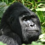 Impressionen Uganda/Kenia Rundreise – Den Berggorillas auf der Spur (11 Tage)