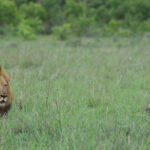 Impressionen Sambia Rundreise – Kafue Abenteuer (10 Tage)