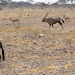Impressionen Namibia Mietwagenrundreise – Begeisterung Namibia (14 Tage)