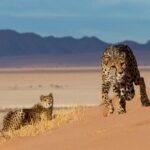 Impressionen Namibia Mietwagenrundreise – Weiten Namibias (17 Tage)