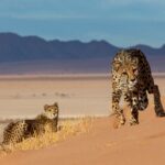 Impressionen Namibia Mietwagenrundreise – Best of Namibia (15 Tage)