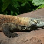 Impressionen Indonesien Schiffsreise – Mit der Ombak Putih zu den Komododrachen (7 Tage)