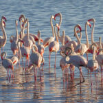 Impressionen Tansania Flugsafari – Tansania Deluxe (8 Tage)