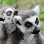 Impressionen Madagaskar Gruppenreise – Höhepunkte der Insel (14 Tage)